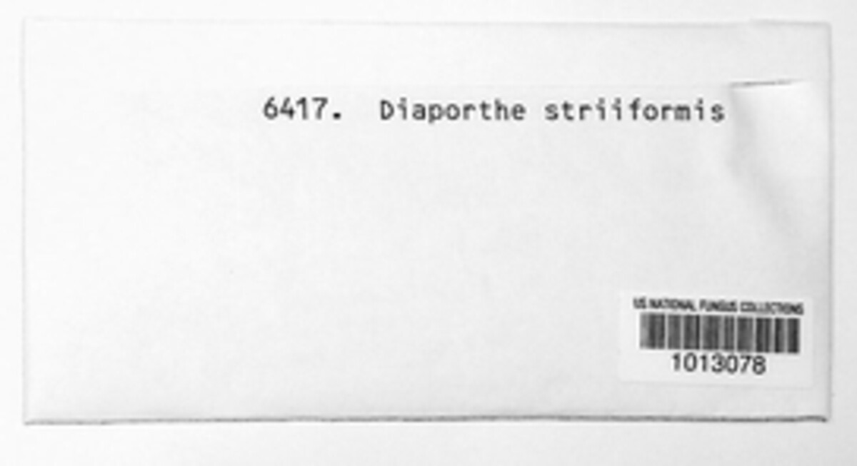 Diaporthe striiformis image